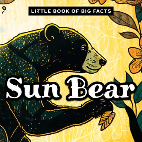 Decodable Reader with 'ea' Words | Little Book of Big Facts: Sun Bear