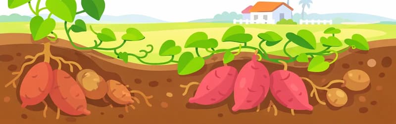 In the lower half of the image, a cross-section of soil reveals sweet potato vines growing above ground with broad green leaves and trailing stems, while large reddish-pink sweet potatoes and rounded tubers grow beneath the surface among brown earth and roots. A yellow dragonfly hovers near one of the vine stems on the left side. In the background to the right, a small house with a white fence sits in a flat suburban landscape under a pale sky with soft clouds. The top portion of the image is open white and light sky, clear of detail.