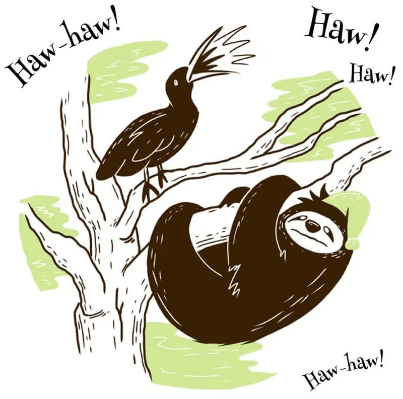 Sloth hanging from branch while black bird laughs and caws at it