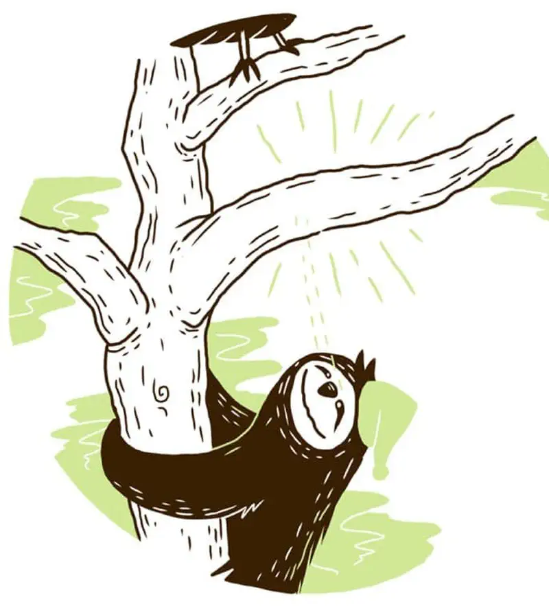 Sloth settling into comfortable position at tree trunk base with beetle above