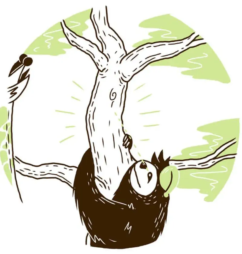 Sloth hanging from curved branch examining it as possible napping spot