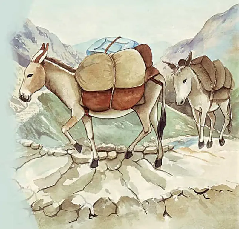 Two donkeys carrying heavy packs walking along rocky mountain path