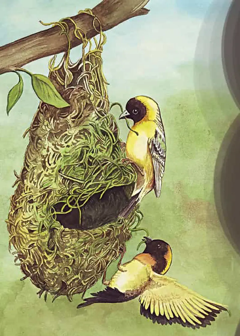 Two yellow weaver birds building hanging grass nest on tree branch