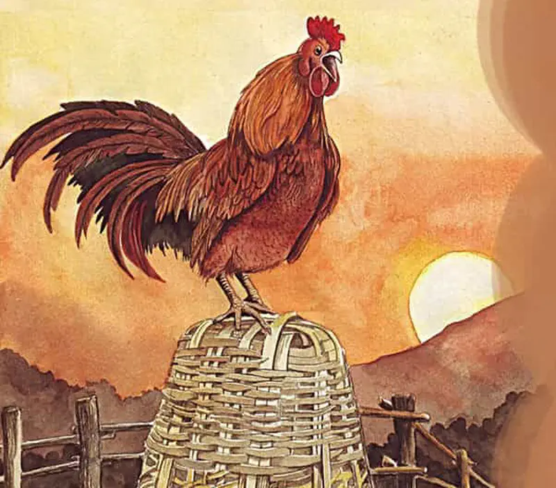 Brown rooster crowing at sunrise while standing on woven basket near wooden fence