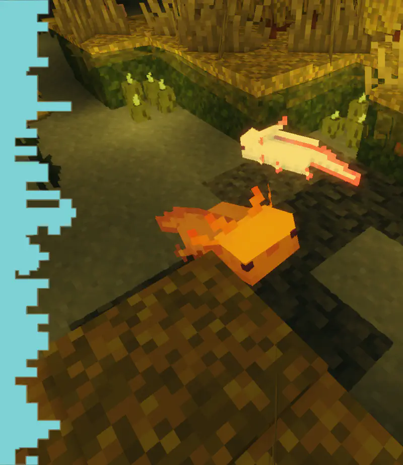 Orange and white axolotls swimming in underground cave water
