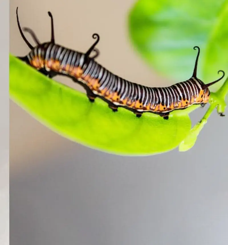 Striped caterpillar with long black tentacles on bright green leaf