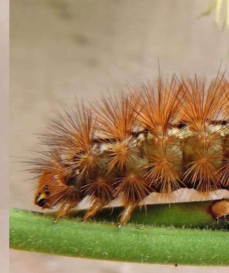 Fuzzy orange-brown caterpillar with spiky tufts crawling on green stem