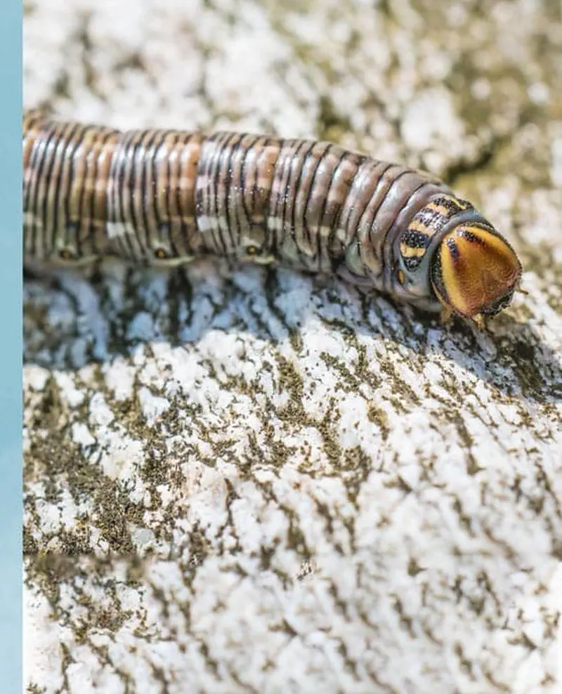 Brown striped caterpillar with orange head crawling on textured rock