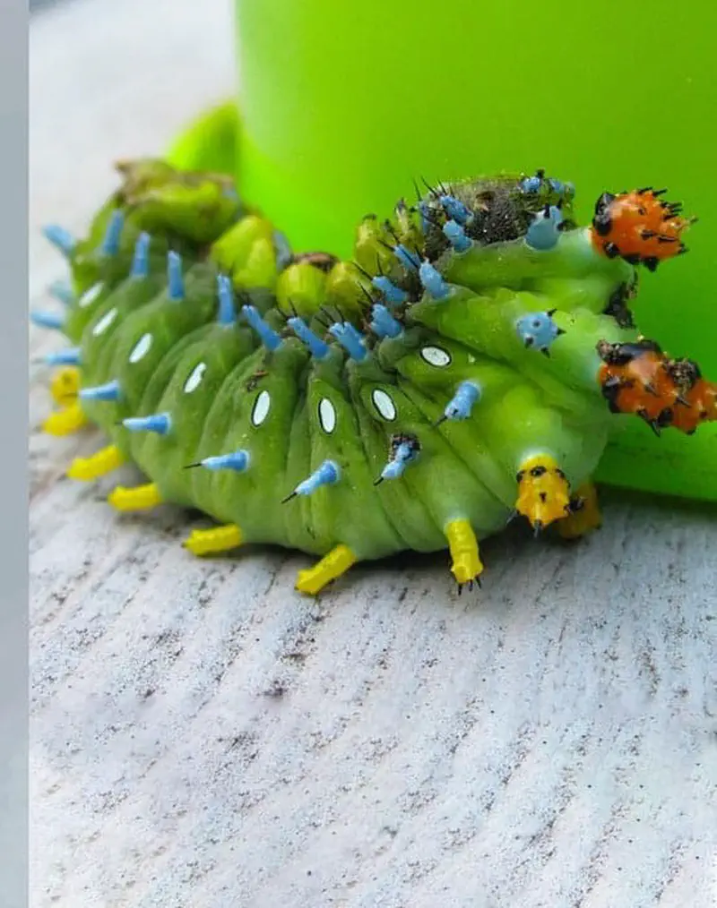 Large green caterpillar with blue spikes and yellow legs on wooden surface