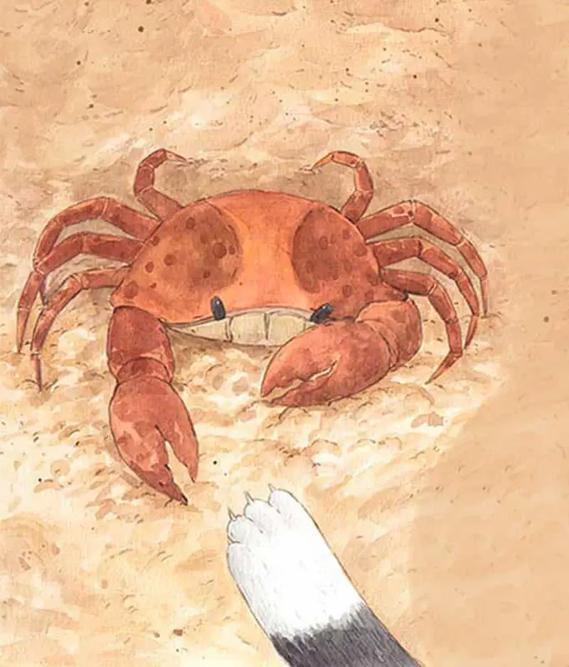 Close-up of orange crab with large claws on sandy beach with cat's white and black paw approaching