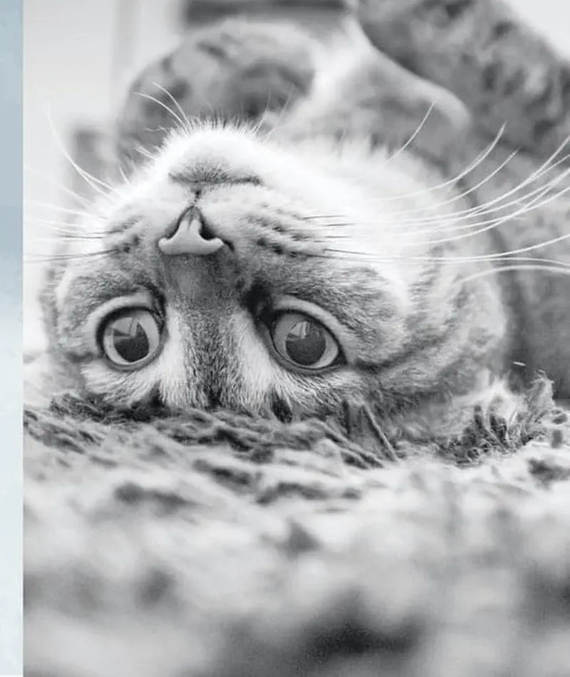 Black and white photo of tabby cat lying upside down on carpet with big eyes looking at camera