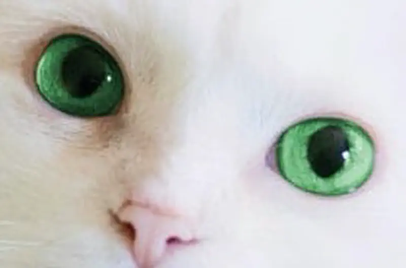 Close-up of white cat face with striking bright green eyes and pink nose