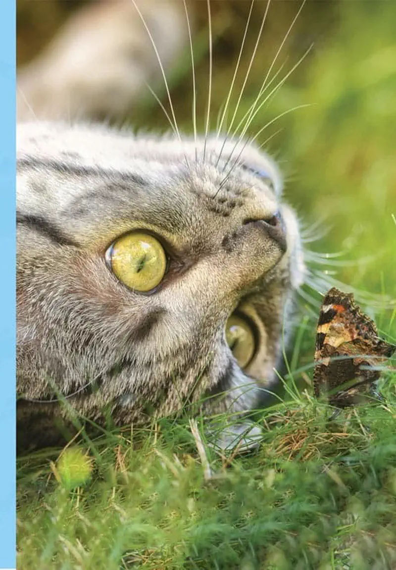 Gray tabby cat lying in grass watching orange butterfly very closely with wide eyes