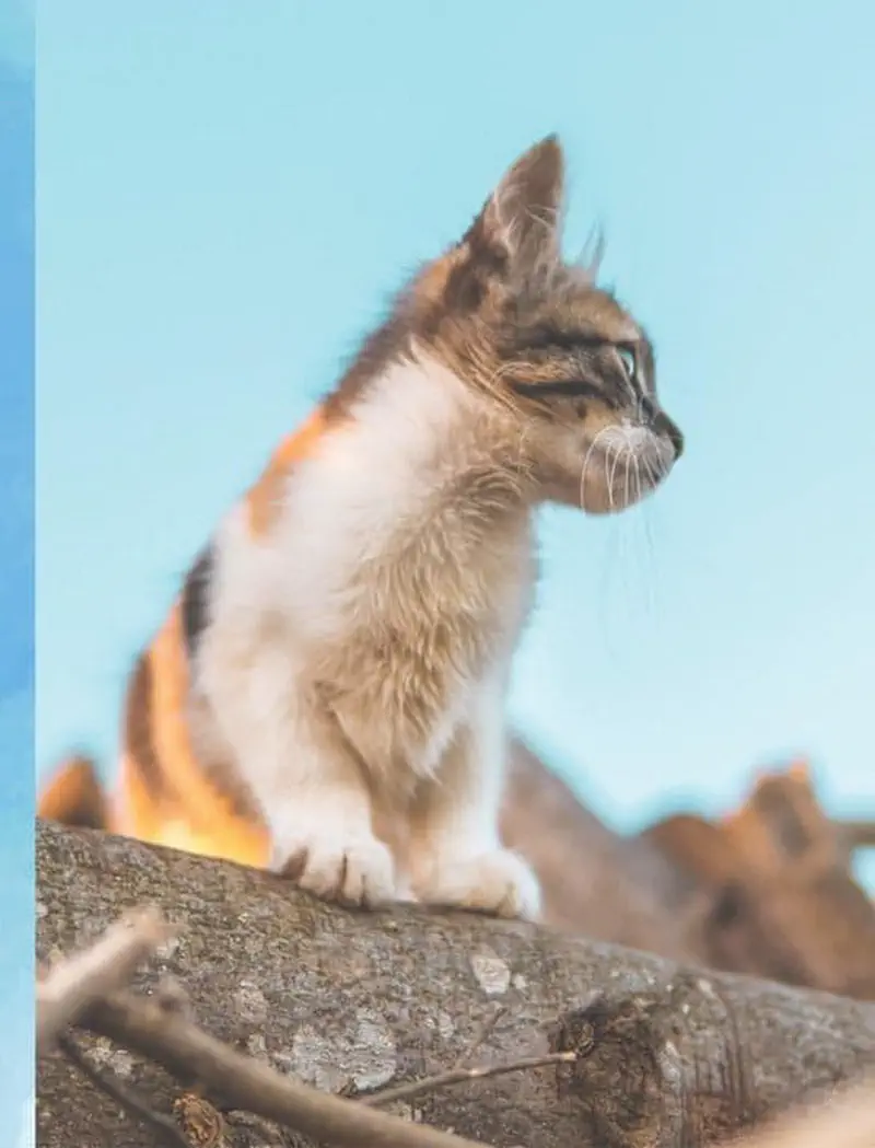 Fluffy calico kitten with white chest sitting on tree branch against blue sky