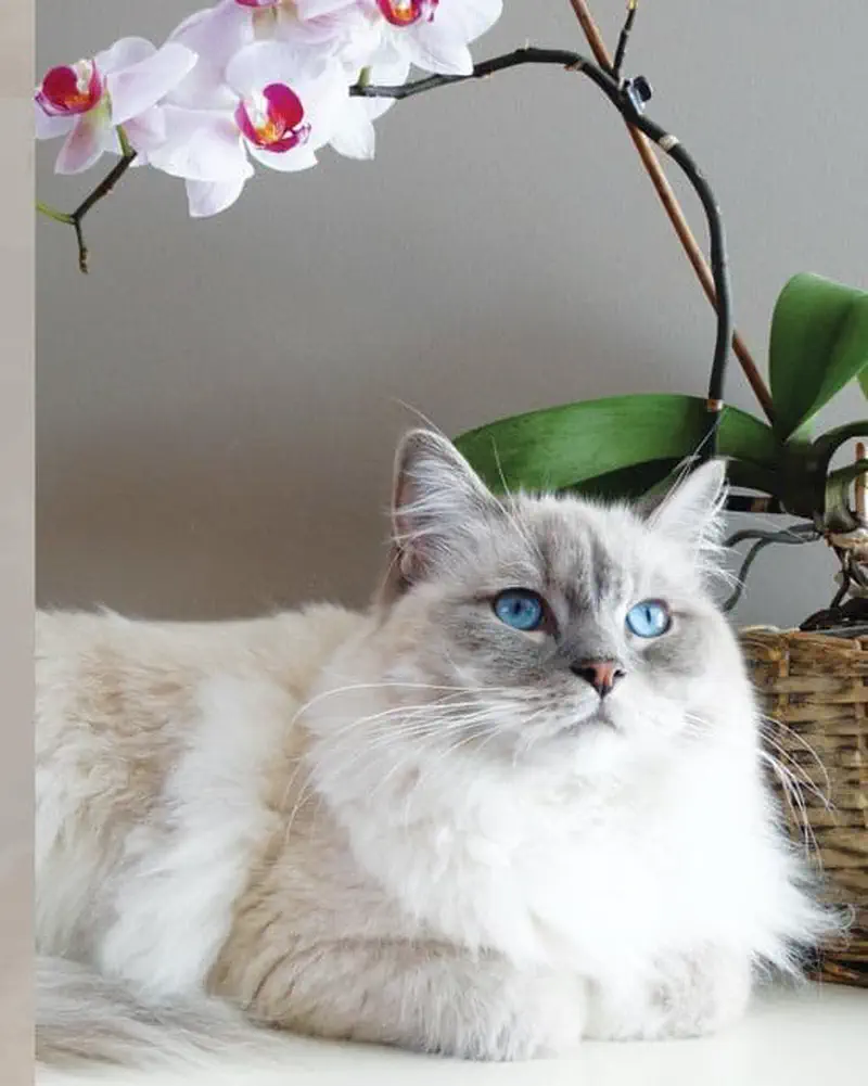 Fluffy white ragdoll cat with blue eyes lying next to pink orchid plant