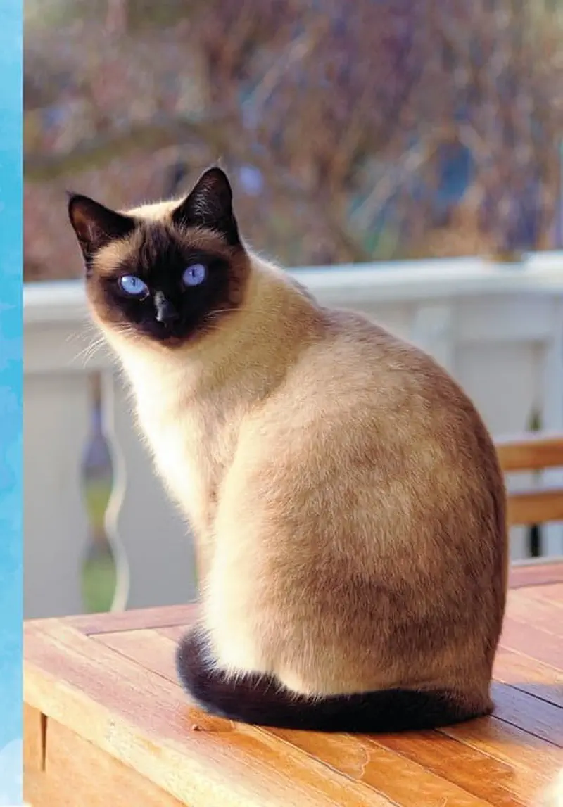Siamese cat with dark face and blue eyes sitting elegantly on wooden table