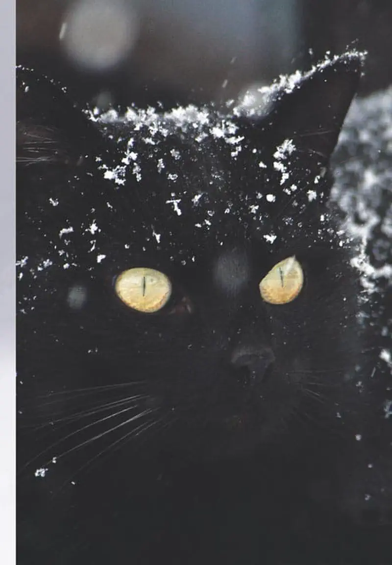 Close-up of black cat face covered in white snowflakes with bright yellow eyes