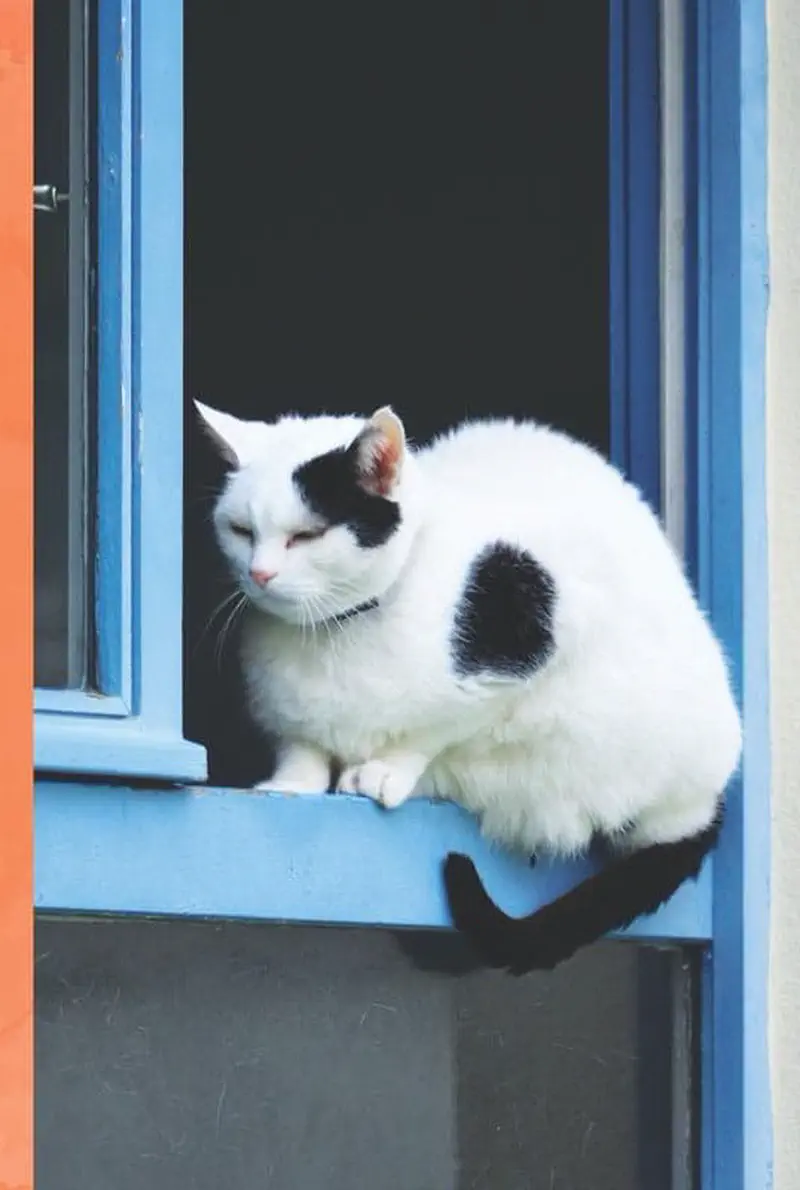 White cat with black spot sitting on blue window ledge looking out sleepily