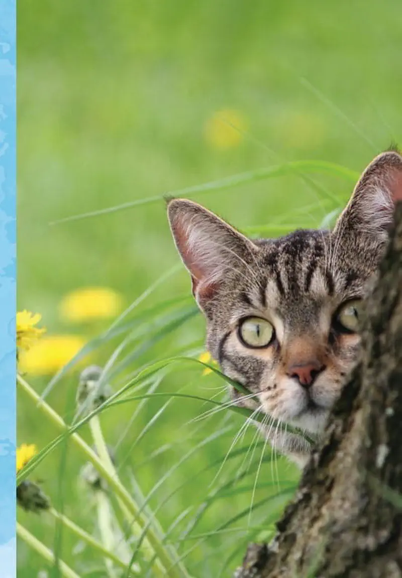 Gray tabby cat peeking out from behind tree trunk in green grass with dandelions