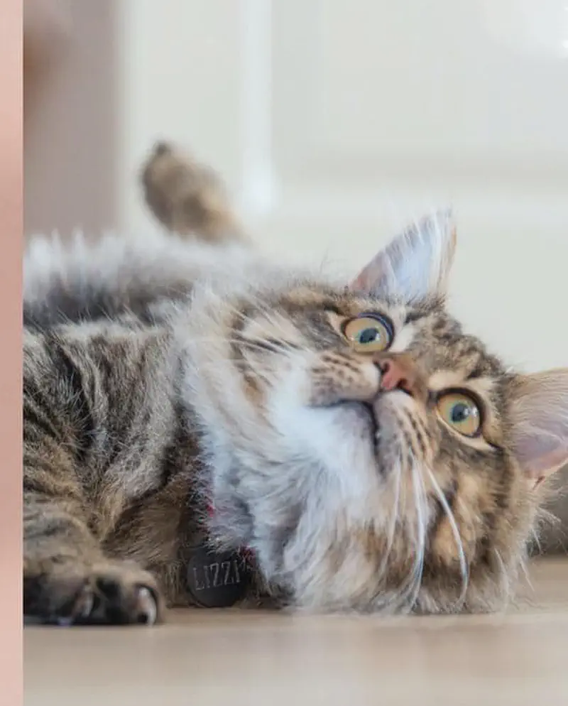 Fluffy gray tabby cat lying on side looking up playfully with toy mouse nearby
