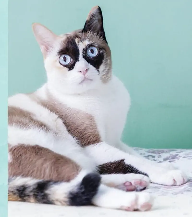 White and brown snowshoe cat with striking blue eyes and dark face markings lying on blanket