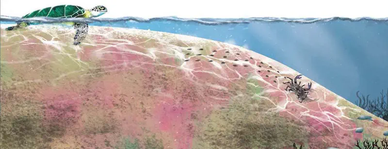 Green sea turtle swimming near colorful coral reef slope with pink coralline algae, crab, and small fish underwater.