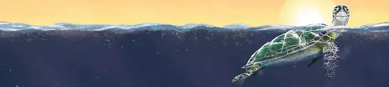 Green sea turtle surfacing for air at sunset, head above orange-tinted waves, underwater body visible below.