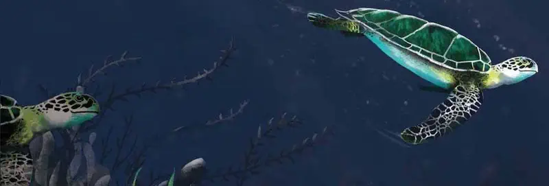 Two green sea turtles swimming together in deep blue ocean water with seaweed below.