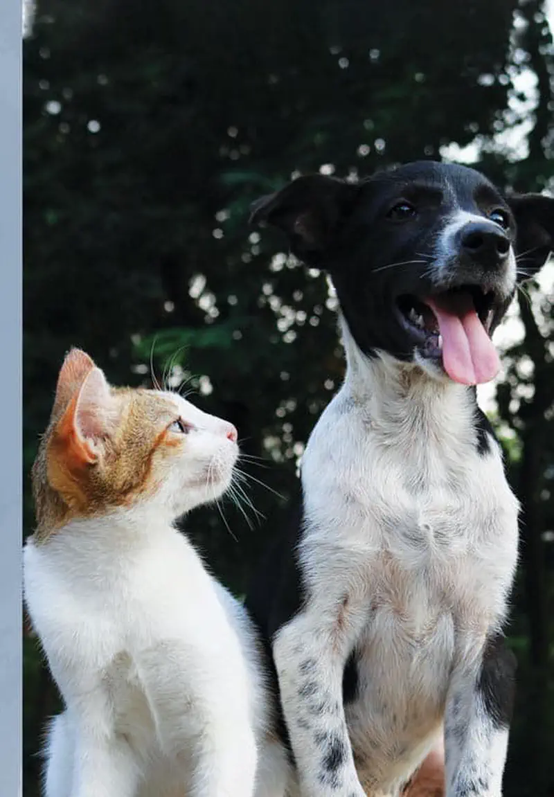 Orange and white cat sitting next to black and white dog outdoors