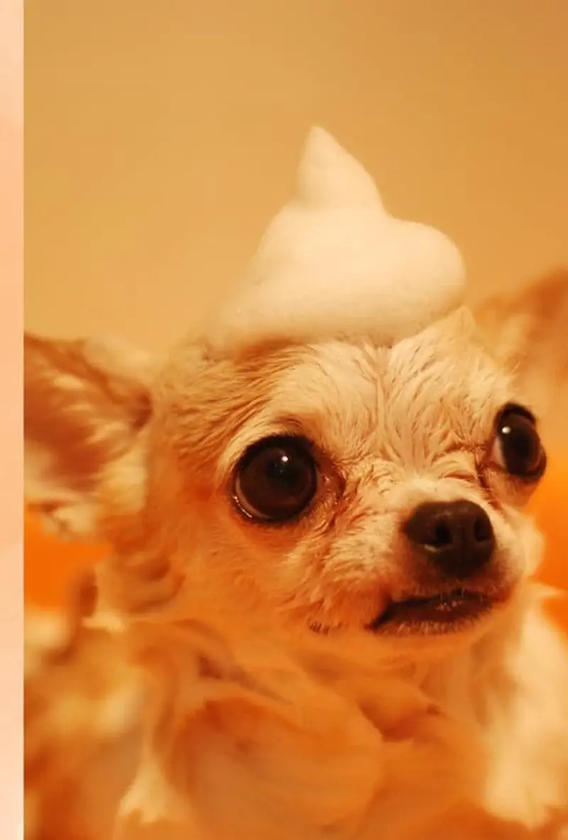 Small chihuahua in bath with soap bubbles on head