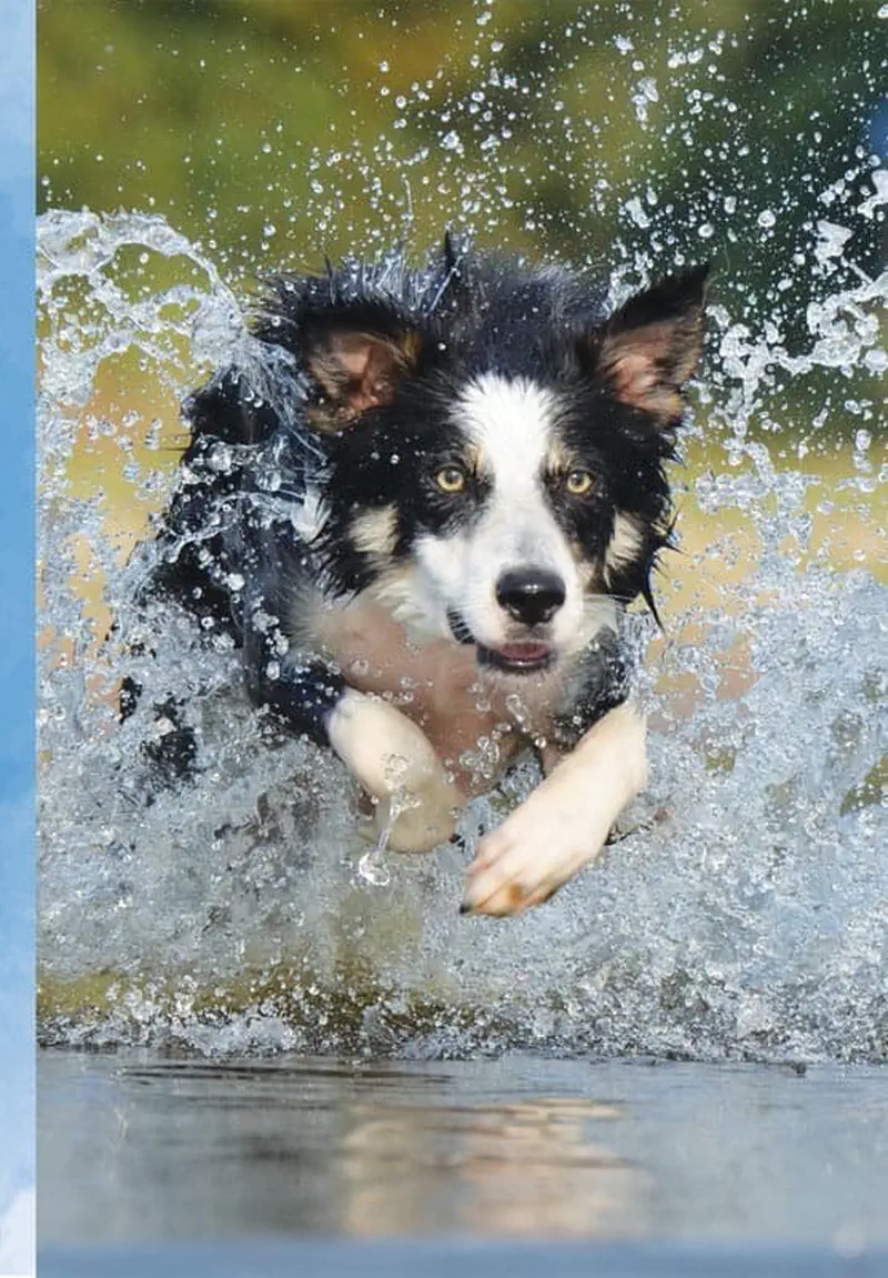 Border collie splashing through water with spray all around