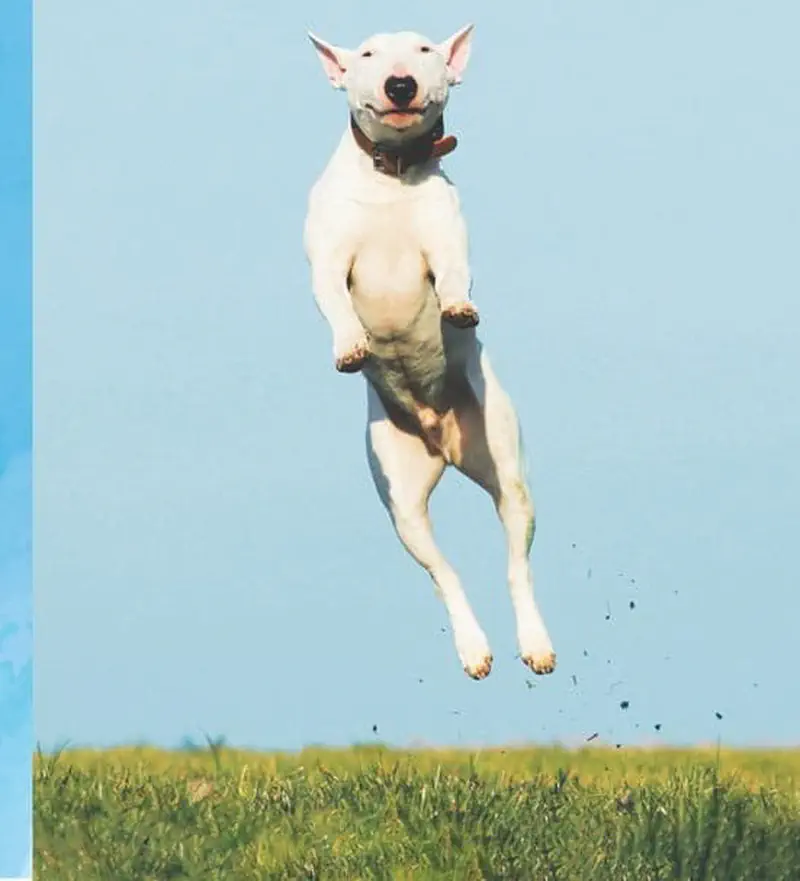 White bull terrier jumping high in air over grass field
