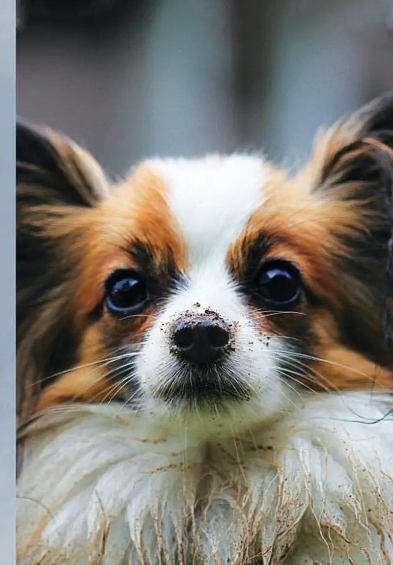Papillon dog with brown and white fur and dirt on nose