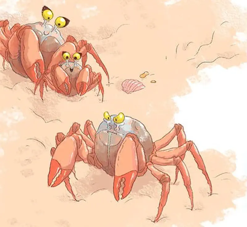 Two orange crabs with yellow eyes on sandy beach - one carrying a baby crab on its back, another walking nearby with a shell visible.