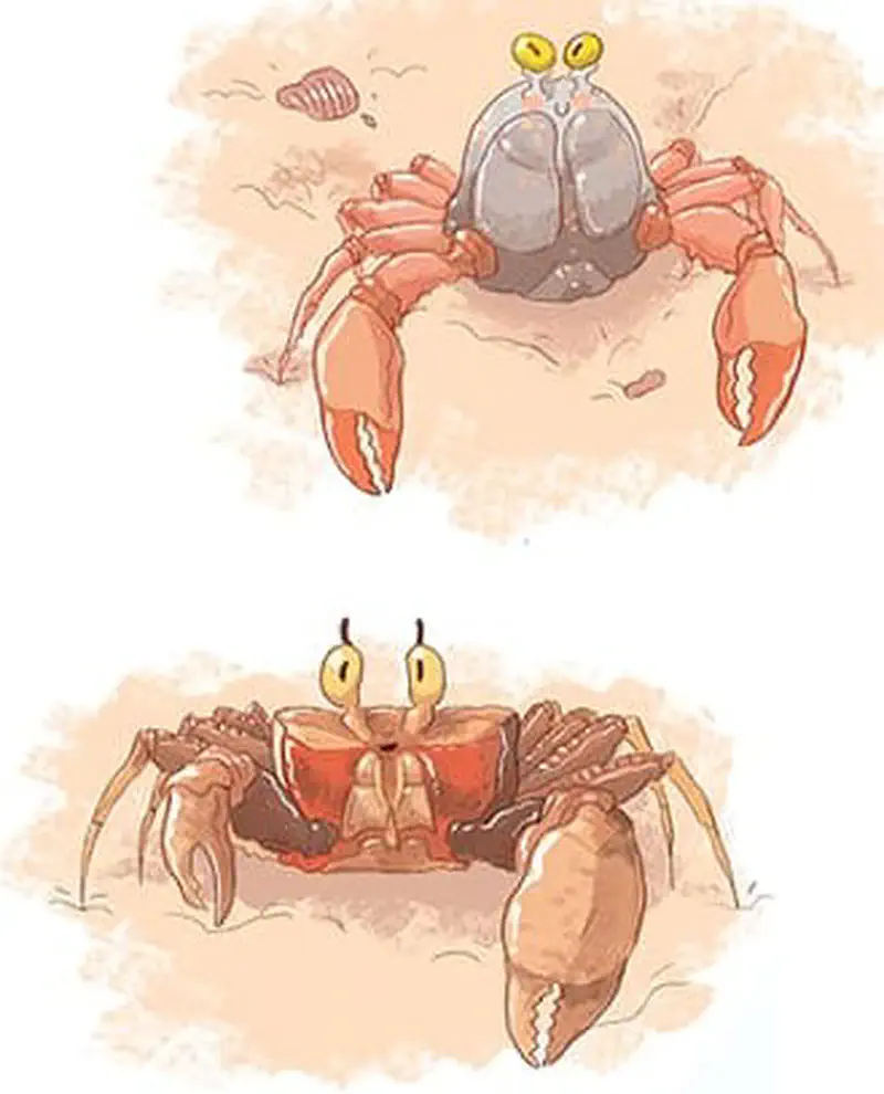 Two crabs illustrated - a gray and orange crab with yellow eyes and large claws above, and a brown fiddler crab with one oversized claw below.