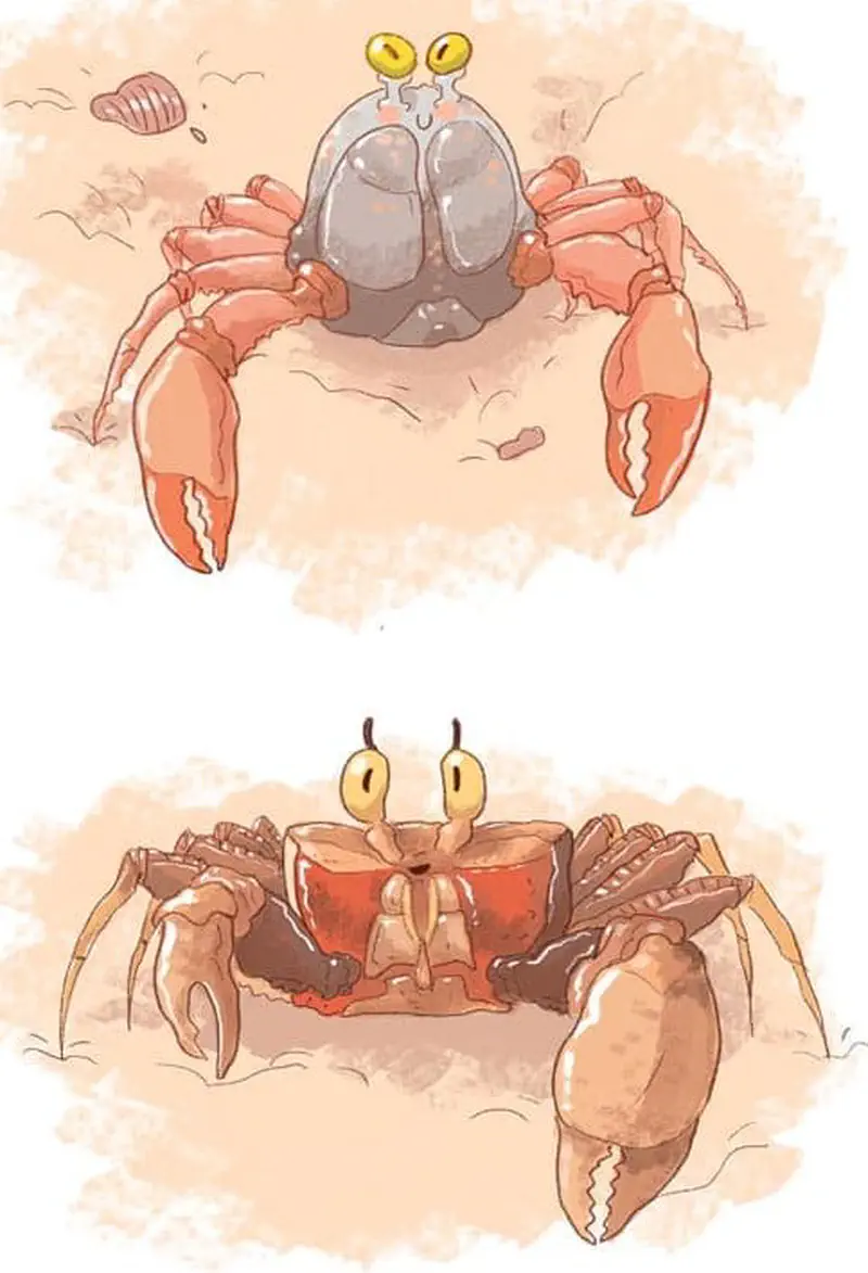 Two crabs illustrated - a gray and orange crab with yellow eyes and large claws above, and a brown fiddler crab with one oversized claw below.