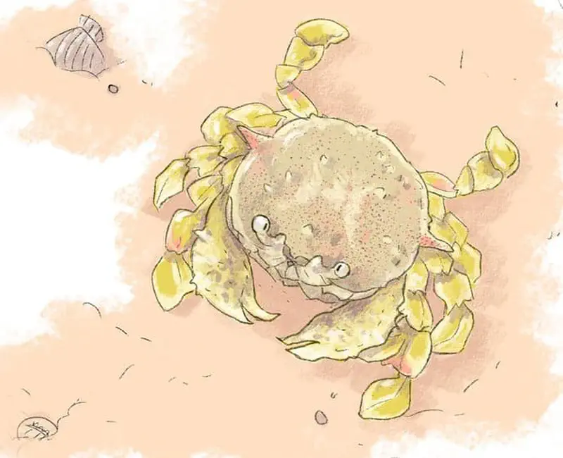 Close-up of round sponge crab with speckled shell and yellowish legs on sandy beach with a seashell nearby.