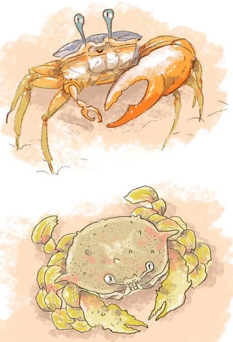 Two different crab species - orange ghost crab with blue eye stalks above, and round sponge crab with yellowish legs below on sandy beach.