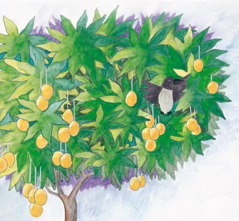 A grey and white crow sits in a lush green mango tree laden with ripe yellow mangoes against a pale cloudy sky.