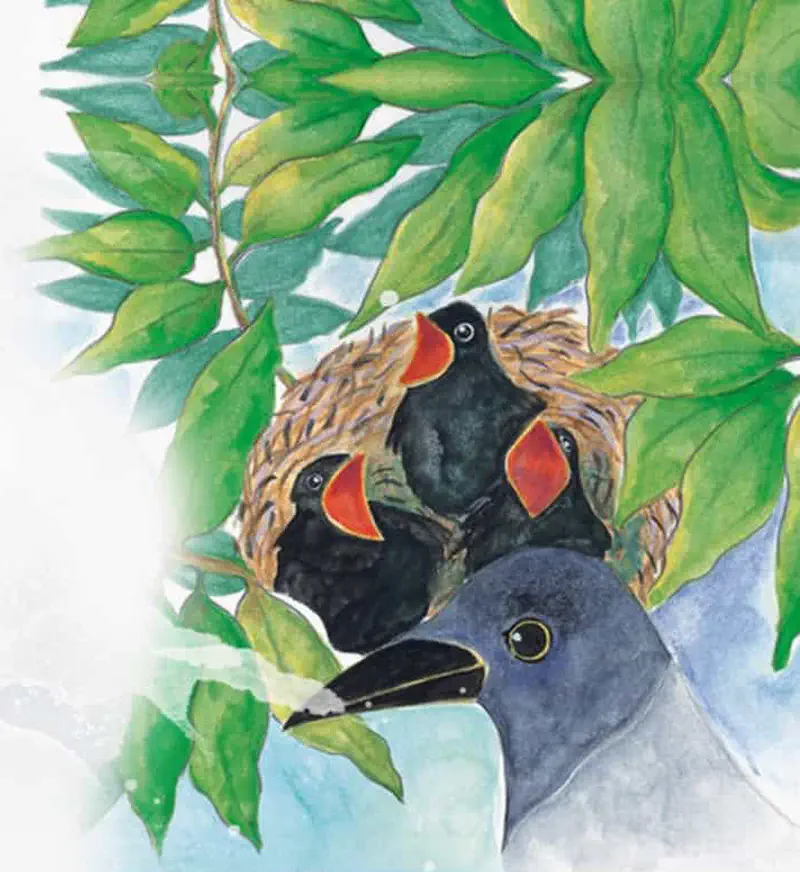 Three black baby crows with bright orange beaks sit in a nest among green leaves while their grey mother crow watches from below.