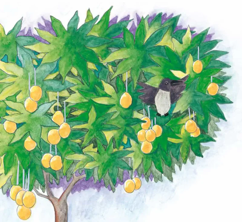 A grey and white crow perches in a lush green mango tree laden with yellow mangoes against a pale sky.