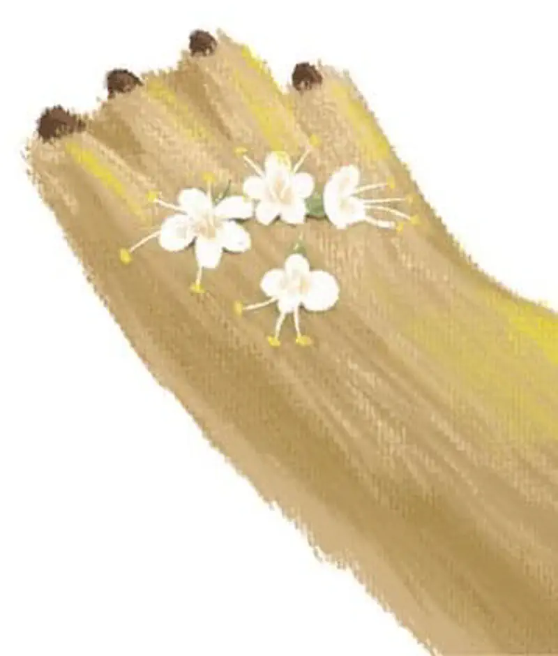 Close-up of a tree kangaroo's paw with claws holding delicate white flowers with yellow stamens.