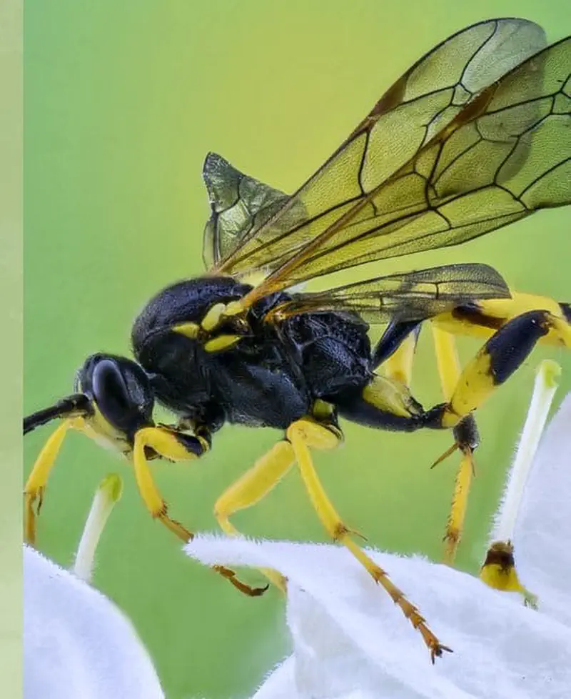 Close-up macro photo of a black and yellow wasp perched on white flower petals with translucent wings against a green background.
