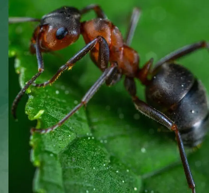 Macro photo of a red and black ant standing on a green leaf, showing detailed body segments and legs.