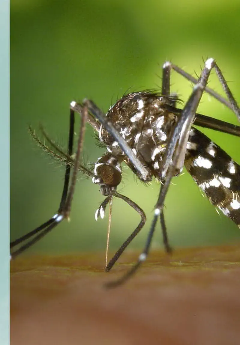 Detailed macro photo of a black and white striped mosquito with long proboscis against a blurred green background.
