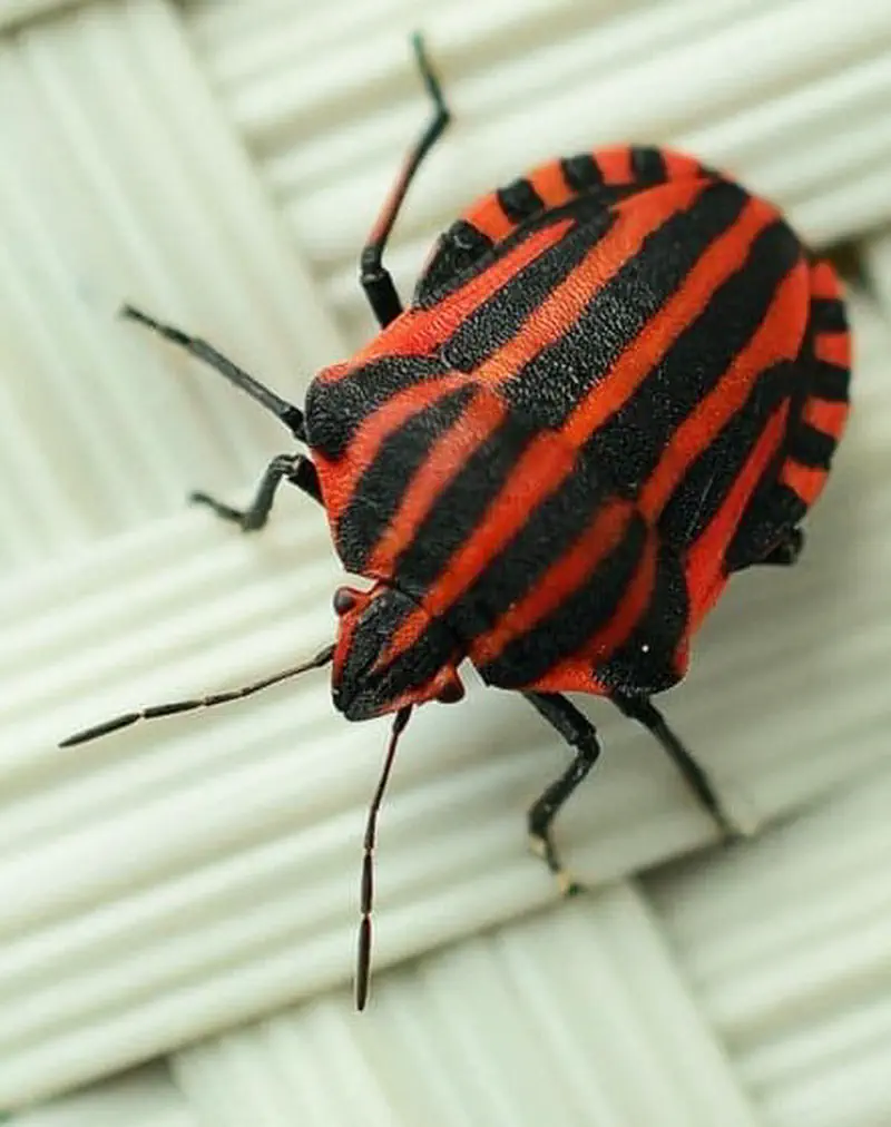 A striking red and black striped shield bug photographed from above on a woven surface, showing bold stripe pattern.