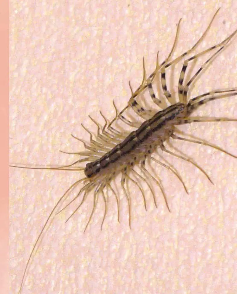 A house centipede with long striped legs and antennae crawling on a pink textured wall surface.