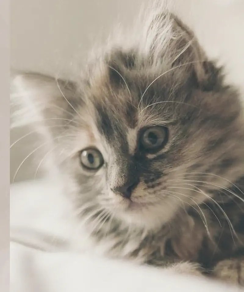 Close-up portrait of a fluffy grey and white long-haired kitten with green eyes looking softly at the camera.