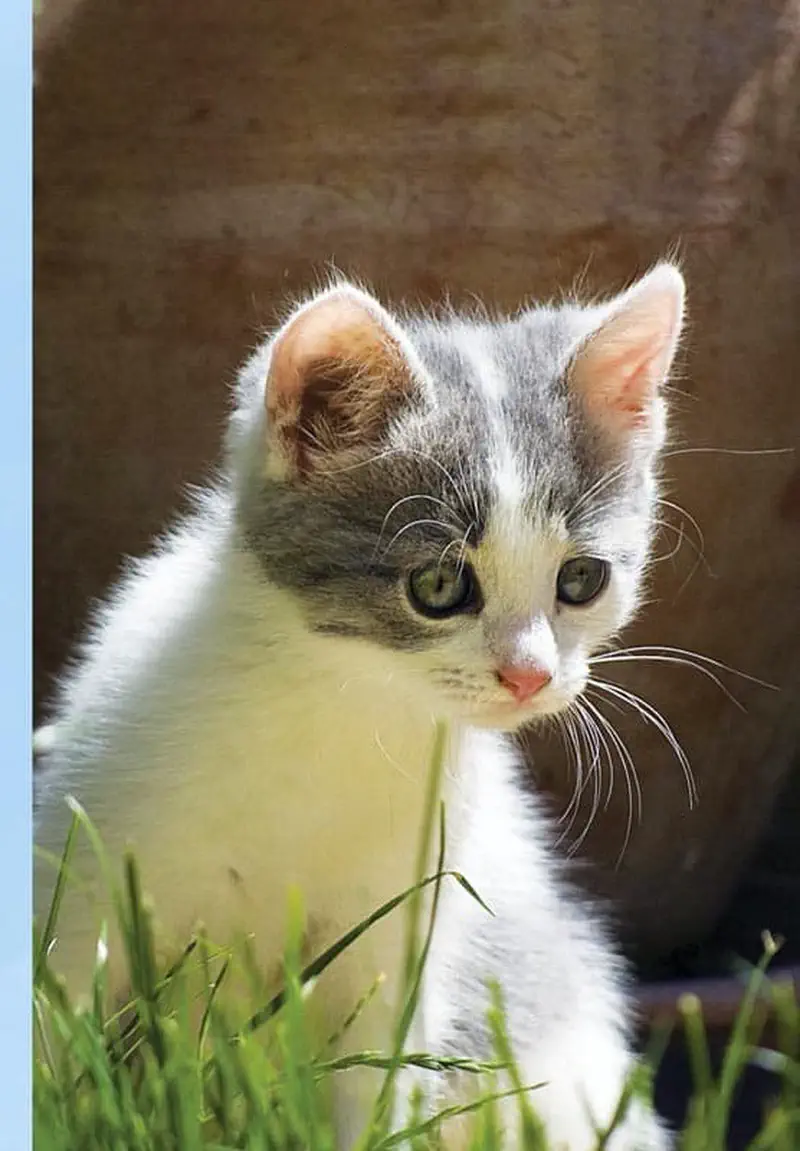 A grey and white kitten with green eyes sits in tall grass near a clay pot, looking curious and alert.