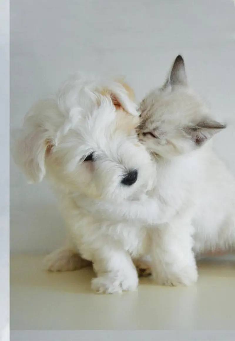 A fluffy white puppy and a white kitten sit close together, heads touching affectionately with eyes closed.
